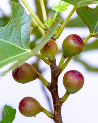 Produktabbildung 2 für Feige "Miss Figgy"