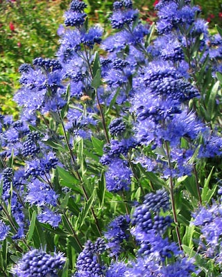 Produktabbildung 1 für Besondere Bartblume "Kew Blue"