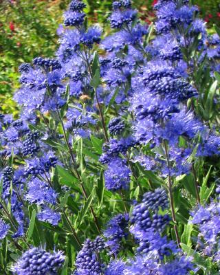 Produktabbildung 1 für Besondere Bartblume "Kew Blue"