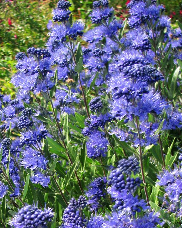 Besondere Bartblume "Kew Blue"