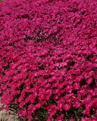 Produktabbildung für Duftende Boden-Nelken, 6tlg.