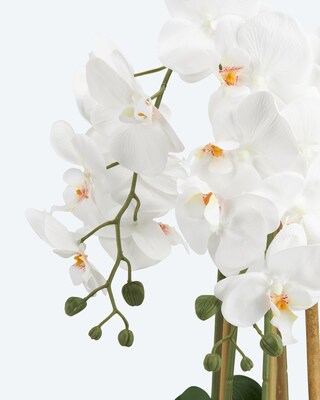 Orchidee Real Touch
