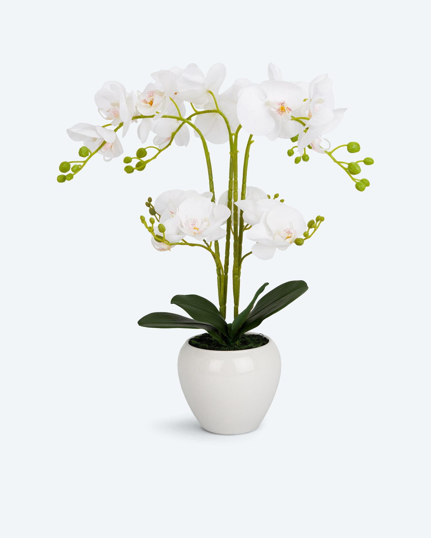 Produktabbildung für Orchideen-Arrangement im Keramiktopf
