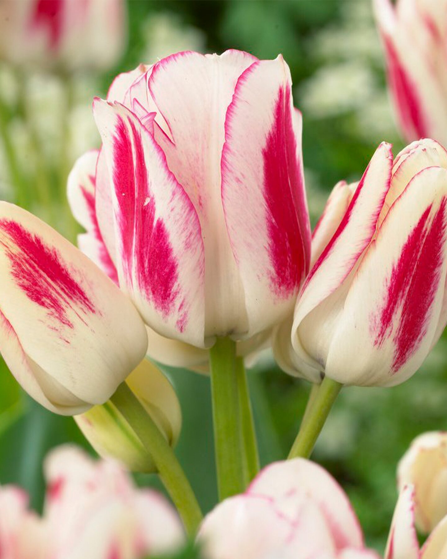 Produktabbildung für Mehrblumige Elegance-Tulpen