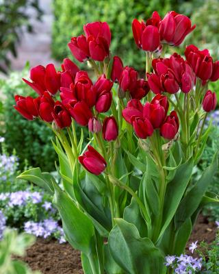 Mehrblumige Elegance-Tulpen