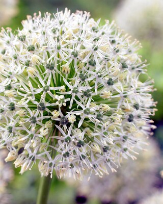 XXL-Allium