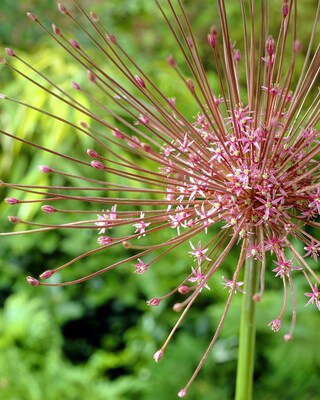 Allium-Blüten-Bälle, 20tlg.