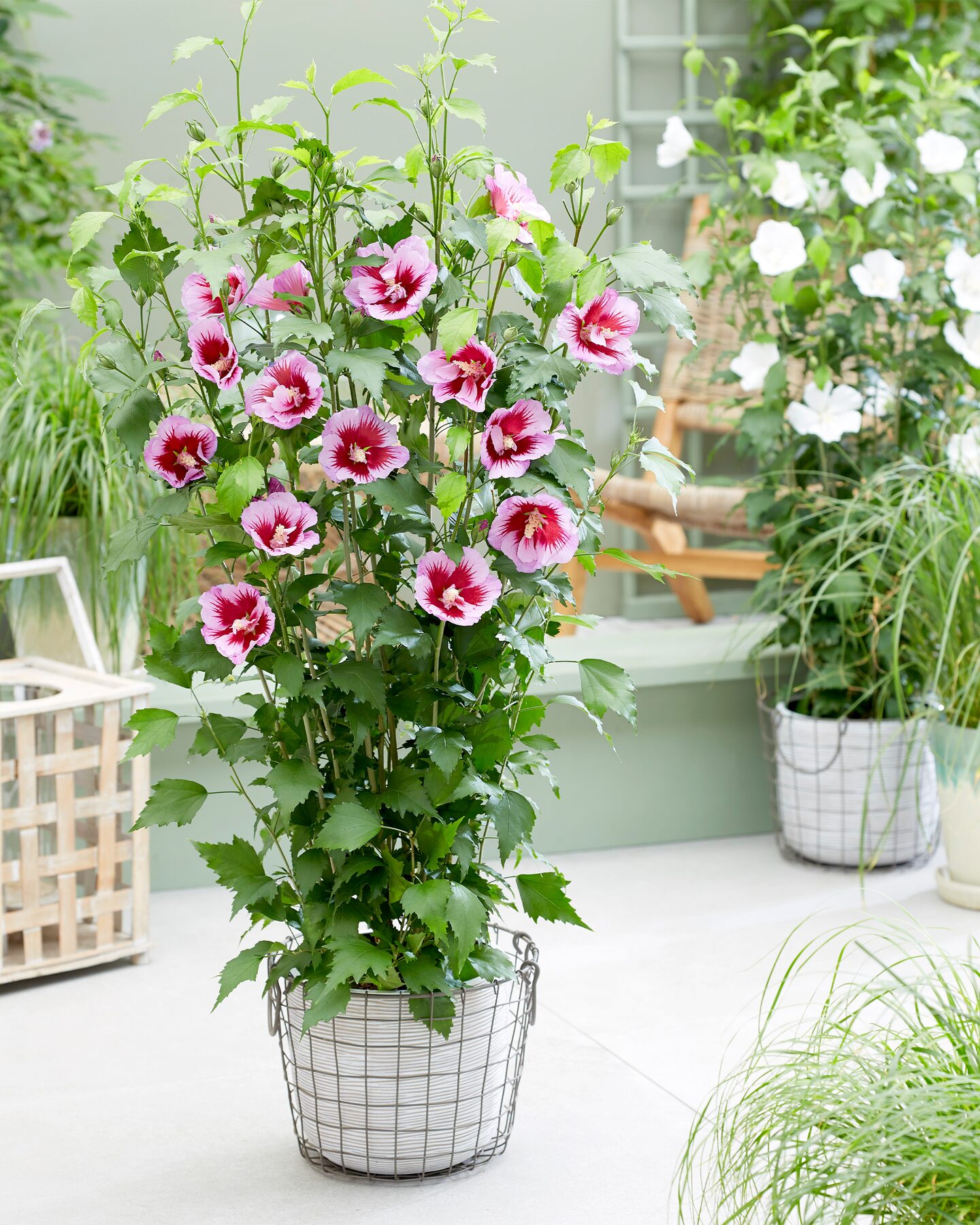 Produktabbildung für Hibiscus "Flower Tower Purple"