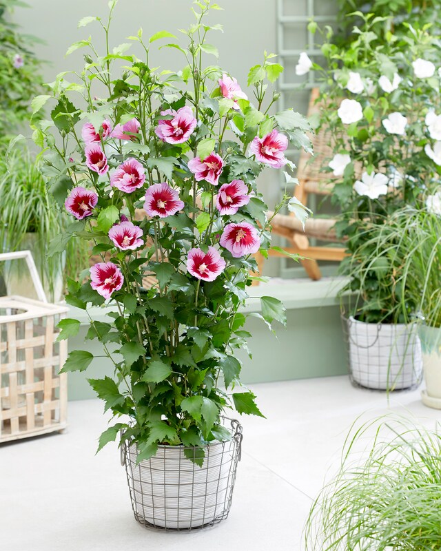Hibiscus "Flower Tower Purple"