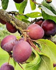 Produktabbildung für Duo-Pflaume