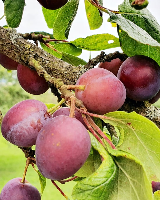 Produktabbildung für Duo-Pflaume