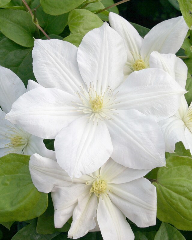 Clematis-Schönheiten, 2tlg.