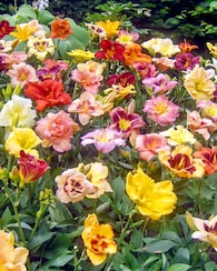 Produktabbildung für Taglilien-Träume Breeders Mix, 8tlg.