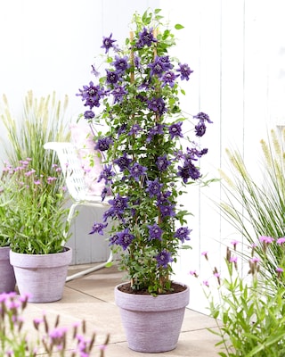 Produktabbildung 2 für Clematis "Kokonoe"