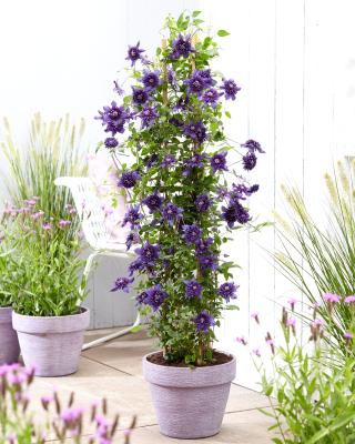 Produktabbildung 2 für Clematis "Kokonoe"