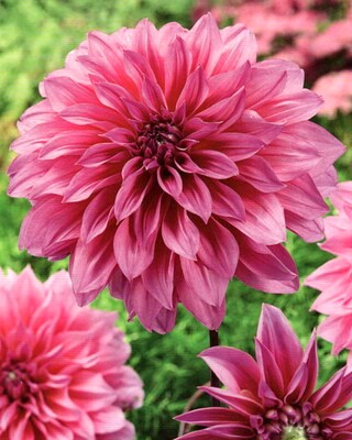Dahlien mit XXL-Blüten, 4tlg.