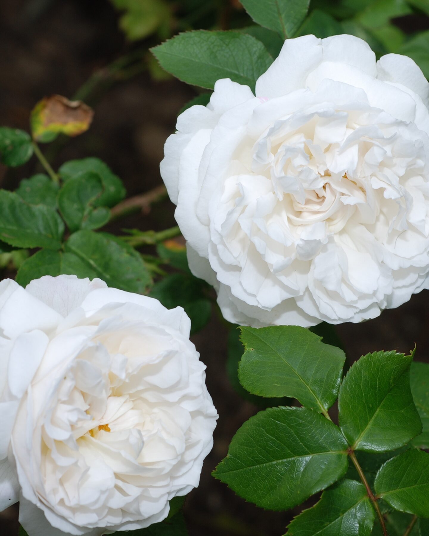 Produktabbildung für Strauchrose und Edelrose