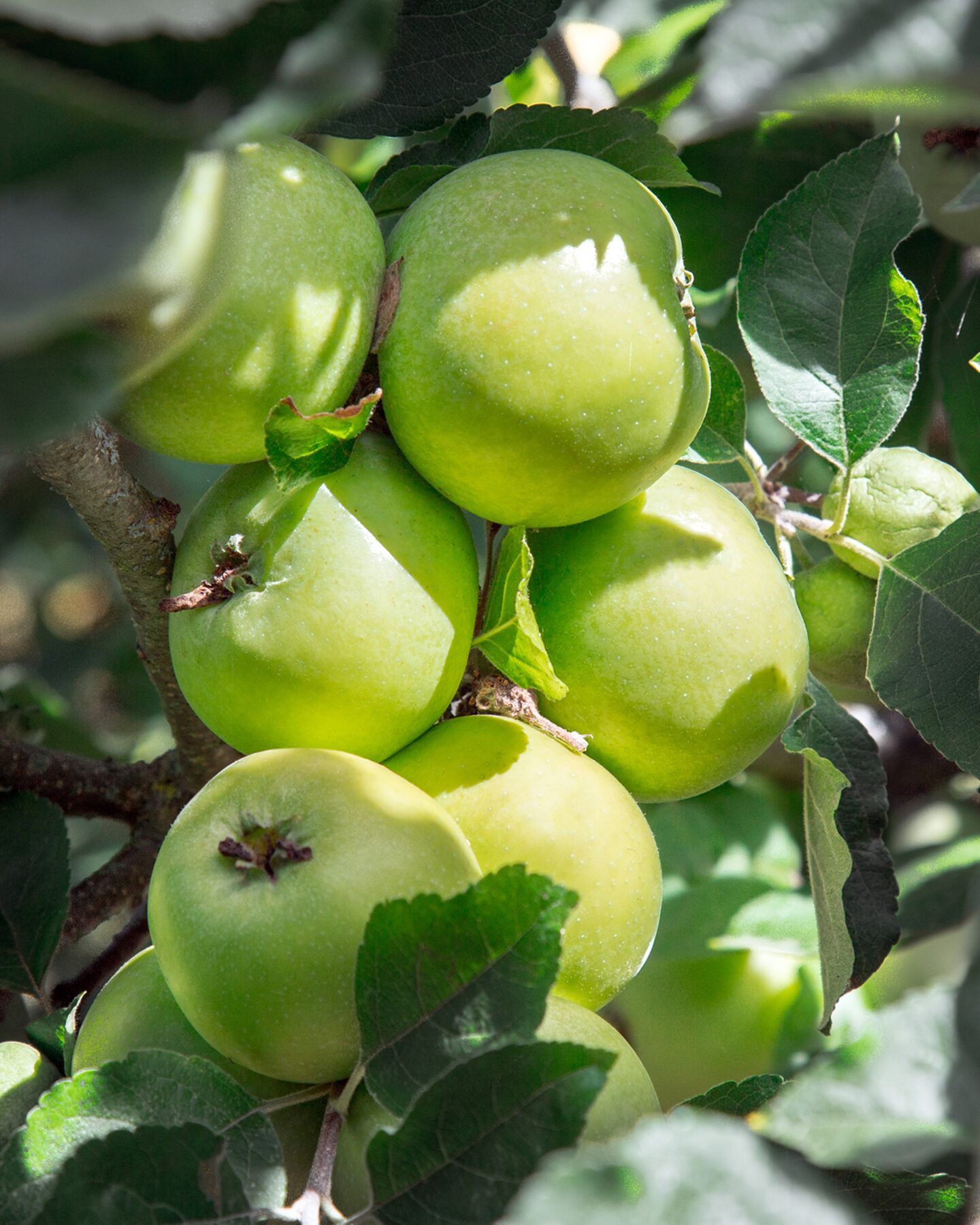 Produktabbildung für Duo-Apfel