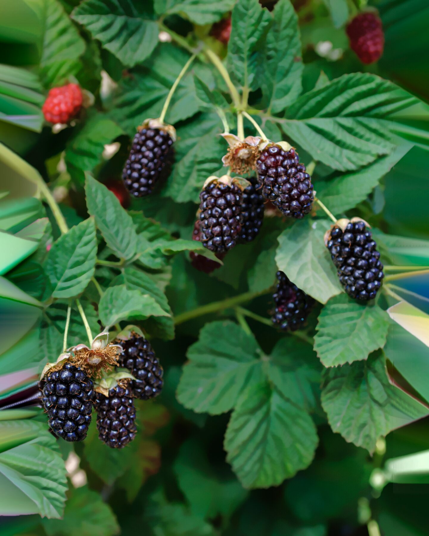 Produktabbildung für Boysenberry, 2tlg.