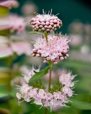 Produktabbildung 1 für Bartblume Rosa