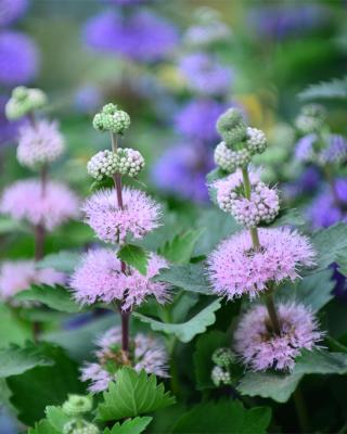 Produktabbildung 2 für Bartblume Rosa