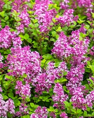 Produktabbildung für Syringa Bloomerang Dark Purple