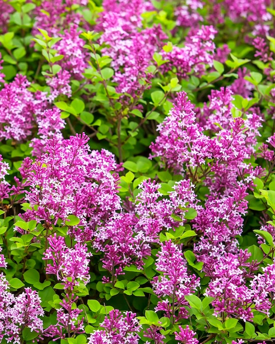 Produktabbildung für Syringa Bloomerang Dark Purple