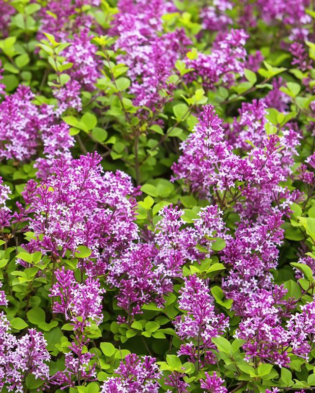 Syringa Bloomerang Dark Purple