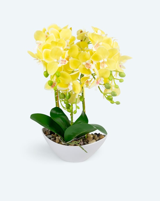 Produktabbildung für Orchideen-Arrangement
