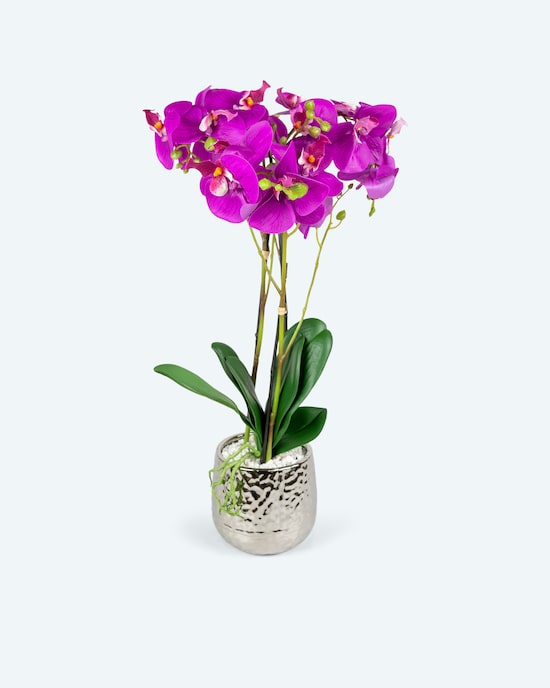 Produktabbildung für Orchideen-Arrangement
