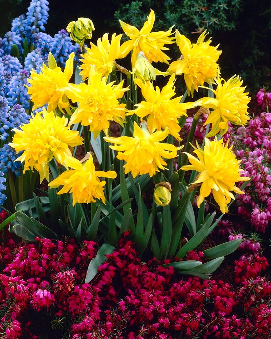 Produktabbildung für Sternnarzissen & Tulpen im Set, 36tlg.