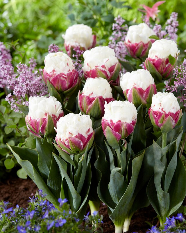 Tulpenträume, 34tlg.