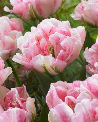 Tulpenträume, 34tlg.