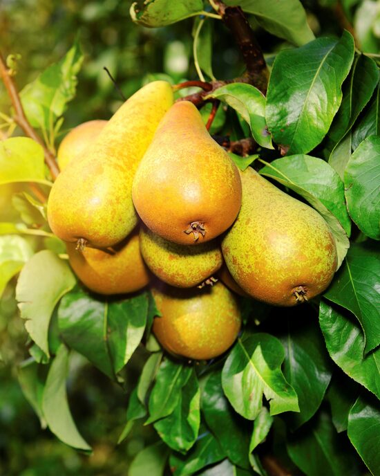Produktabbildung für Bio Birnenbaum Williamsbirne