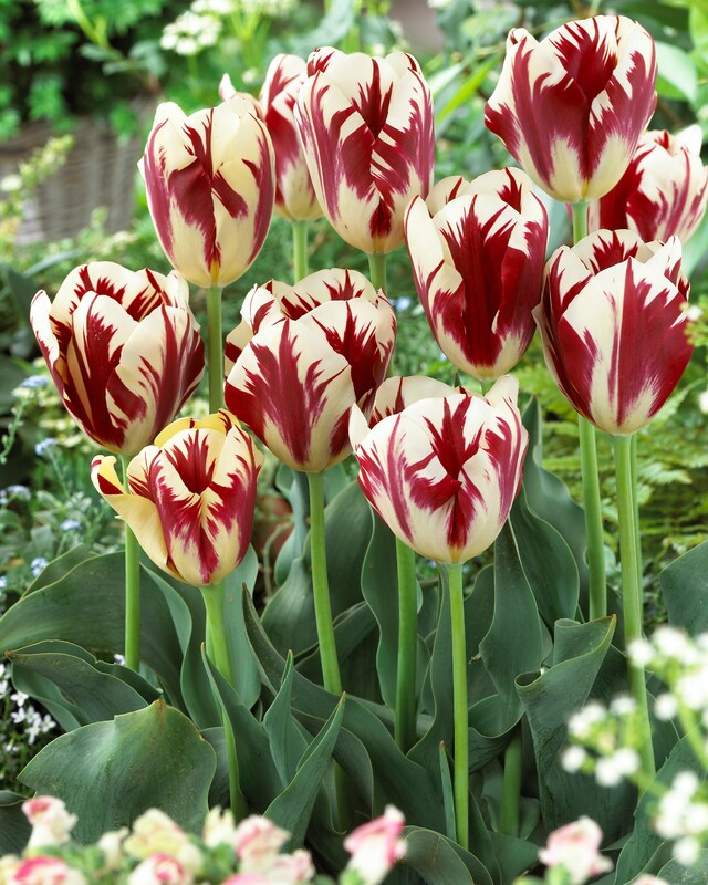Edel Tulpen, 36tlg.