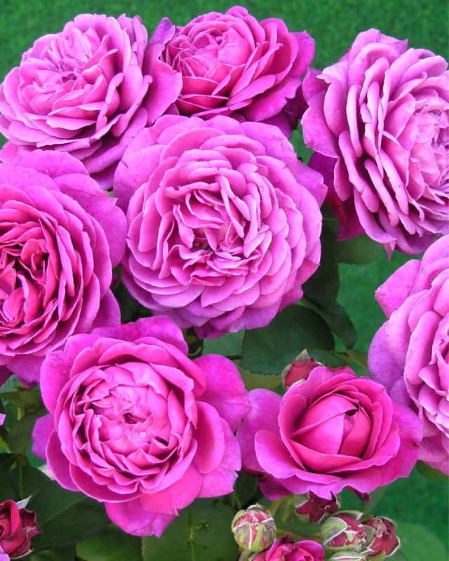 Rosen Schönheiten