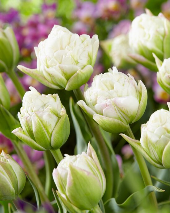 Produktabbildung für Tulpen Raritäten, 25tlg.