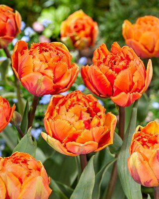 Spezial Tulpen, 36tlg.