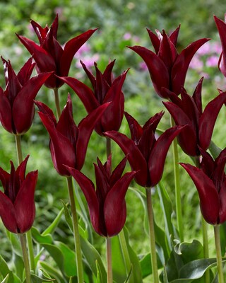 Besondere Tulpen