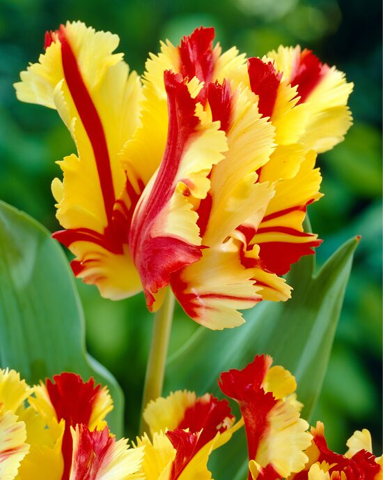 Produktabbildung für Feder-Tulpen, 30tlg.