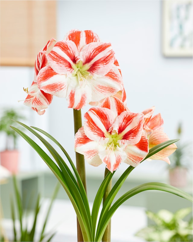 Amaryllis, 2tlg.