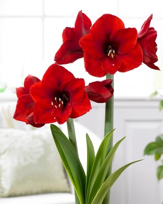Amaryllis, 2tlg.