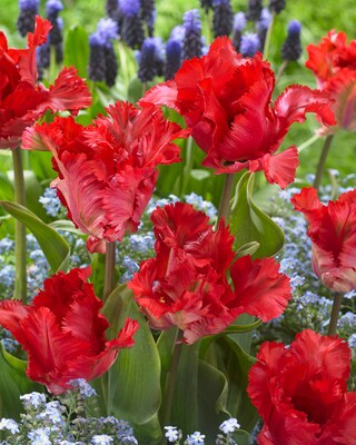 Papageien-Tulpen, 30tlg.