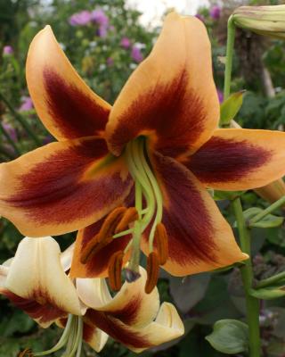 Big-Flower-Lilien, 9tlg.