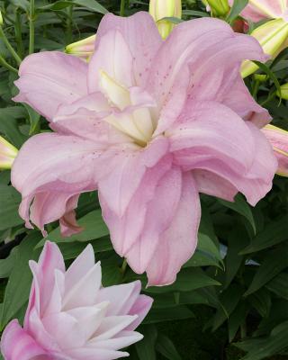 Lotus-Blüten-Lilien, 9tlg.