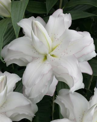 Lotus-Blüten-Lilien, 9tlg.