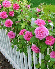 Produktabbildung für Sanfte Kletterrosen- Schönheiten, 2tlg.