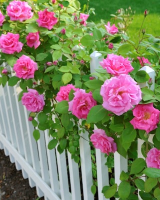 Produktabbildung 1 für Sanfte Kletterrosen- Schönheiten, 2tlg.