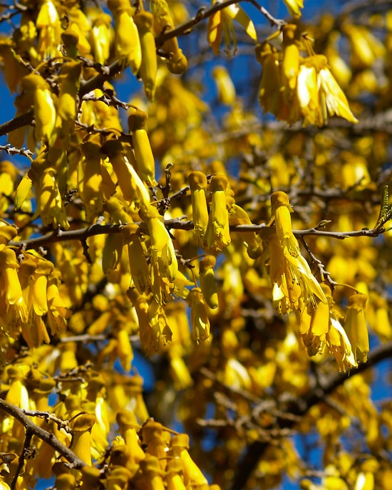Produktabbildung für Sun King Gelbe Blüten