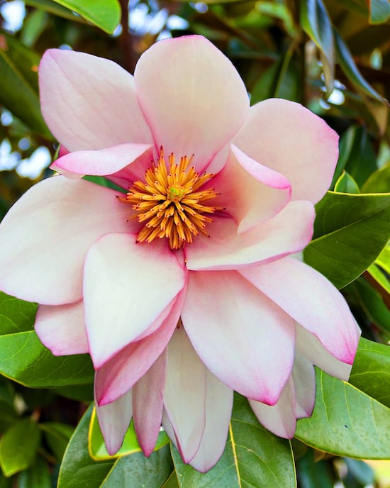 Produktabbildung für Magnolie "Fairy Blush"